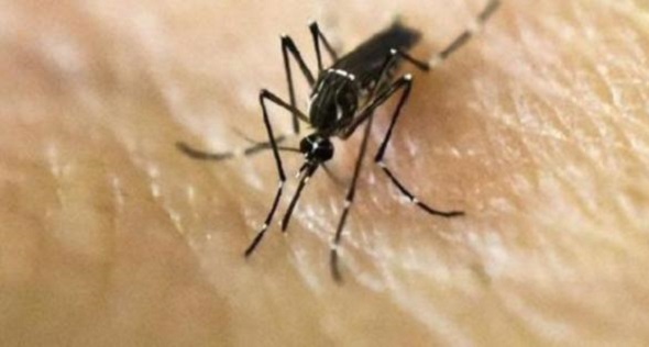 ZİKA VİRÜSÜ CİNSEL YOLLA DA BULAŞIYOR