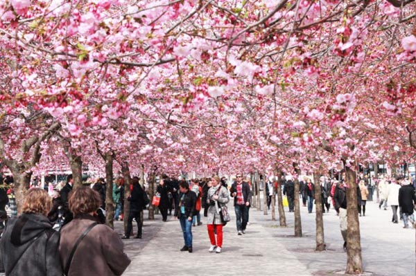 Stockholm’a 10.000 vişne ağacı dikilecek
