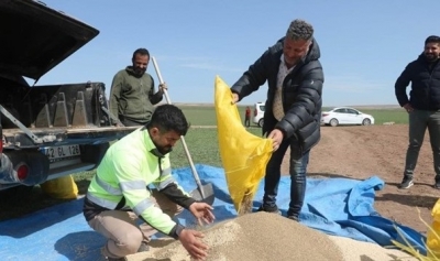 KULU’DA İLK DEFA ANASON EKİMİ YAPILDI